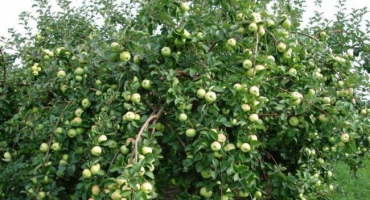 Ve kterých regionech je lepší pěstovat keř jabloně odrůdy drobky, popis a recenze zahradníků